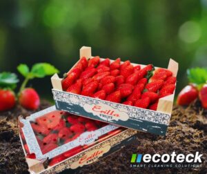 Fresas de Huelva: las mejores del mundo